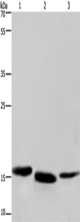 Anti-CYB5A Rabbit Polyclonal Antibody