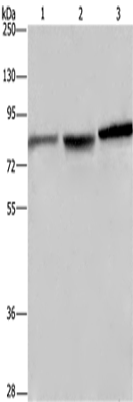 Anti-Dopamine beta Hydroxylase Rabbit Polyclonal Antibody