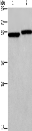 Anti-DDX19B Rabbit Polyclonal Antibody