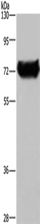 Anti-DDX53 Rabbit Polyclonal Antibody