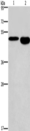 Anti-DMRT3 Rabbit Polyclonal Antibody