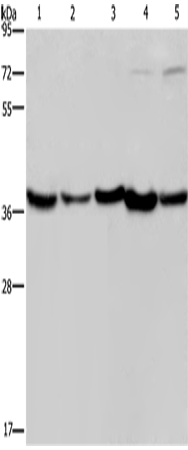 Anti-DNAJB4 Rabbit Polyclonal Antibody