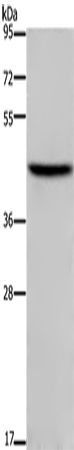 Anti-DP1 Rabbit Polyclonal Antibody