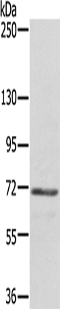Anti-DTNB Rabbit Polyclonal Antibody