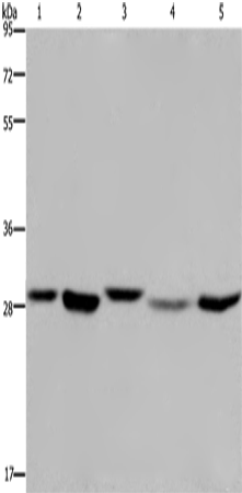 Anti-ECHS1 Rabbit Polyclonal Antibody