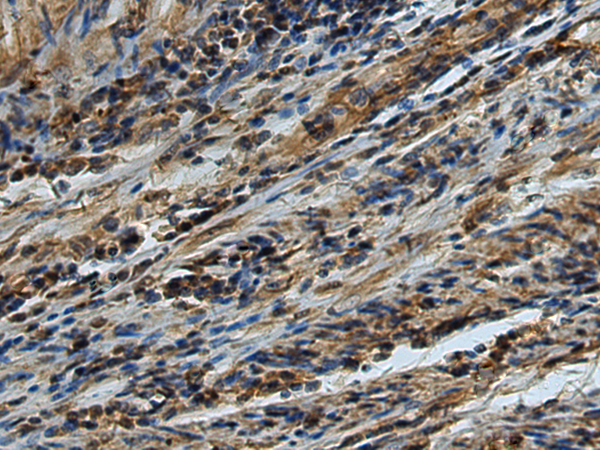 Anti-EDIL3 Rabbit Polyclonal Antibody