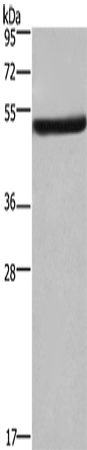 Anti-eIF3F Rabbit Polyclonal Antibody