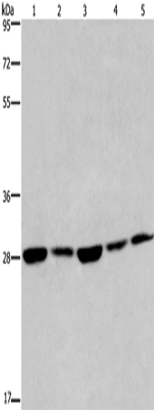Anti-eIF6 Rabbit Polyclonal Antibody