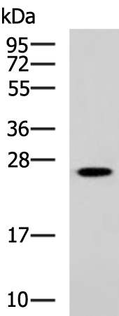 Anti-EPDR1 Rabbit Polyclonal Antibody