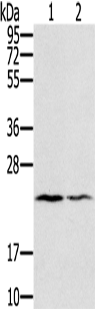 Anti-EDN2 Rabbit Polyclonal Antibody