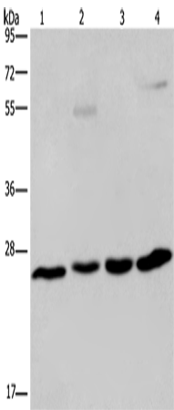 Anti-ETHE1 Rabbit Polyclonal Antibody