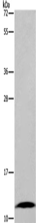 Anti-FABP6 Rabbit Polyclonal Antibody