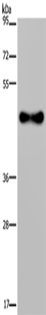 Anti-FADS1 Rabbit Polyclonal Antibody