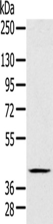 Anti-Fas Apoptotic Inhibitory Molecule 3 Rabbit Polyclonal Antibody