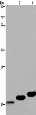 Anti-MYL12B Rabbit Polyclonal Antibody