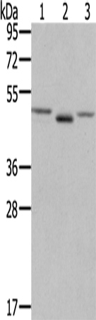 Anti-FGFRL1 Rabbit Polyclonal Antibody