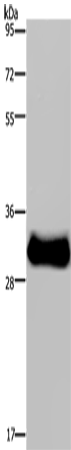 Anti-FHL3 Rabbit Polyclonal Antibody