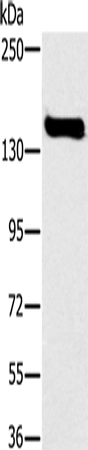 Anti-FMNL1 Rabbit Polyclonal Antibody