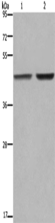 Anti-GABPB2 Rabbit Polyclonal Antibody