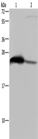 Anti-GSTA3 Rabbit Polyclonal Antibody