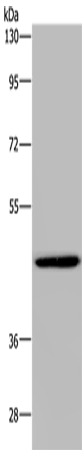 Anti-GTPBP10 Rabbit Polyclonal Antibody