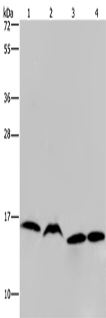Anti-HIST1H2AH Rabbit Polyclonal Antibody