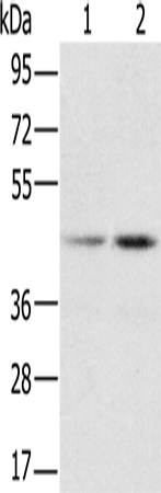 Anti-hnRNP G Rabbit Polyclonal Antibody
