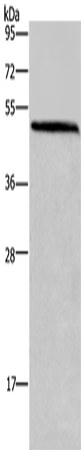 Anti-Homer1 Rabbit Polyclonal Antibody