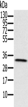 Anti-HSD17B8 Rabbit Polyclonal Antibody
