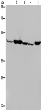 Anti-IDH2 Rabbit Polyclonal Antibody