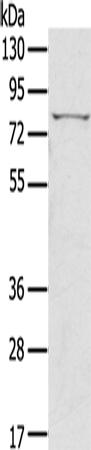 Anti-IKK epsilon Rabbit Polyclonal Antibody