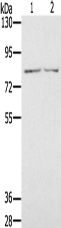 Anti-IL-27 Receptor alpha Rabbit Polyclonal Antibody