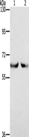 Anti-KLHL2 Rabbit Polyclonal Antibody