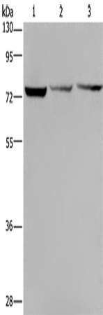 Anti-KLHL9 Rabbit Polyclonal Antibody