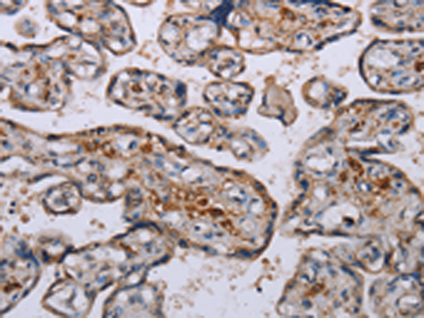 Anti-LEPREL2 Rabbit Polyclonal Antibody