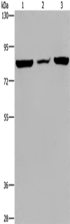 Anti-LEPREL2 Rabbit Polyclonal Antibody