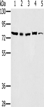 Anti-TAB3 Rabbit Polyclonal Antibody