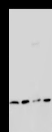 Anti-MCT 1 Rabbit Polyclonal Antibody
