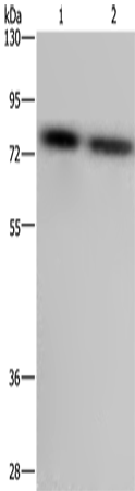 Anti-PABPC1 Rabbit Polyclonal Antibody