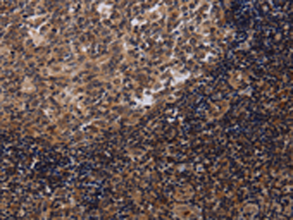 Anti-NTMT1 Rabbit Polyclonal Antibody