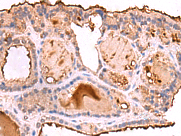 Anti-REG3G Rabbit Polyclonal Antibody