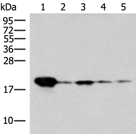 Anti-REG3G Rabbit Polyclonal Antibody