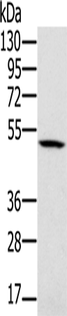 Anti-PSMC2 Rabbit Polyclonal Antibody