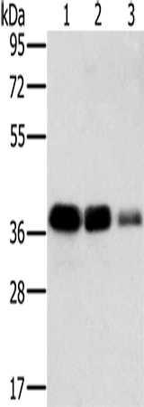 Anti-MTFR1 Rabbit Polyclonal Antibody