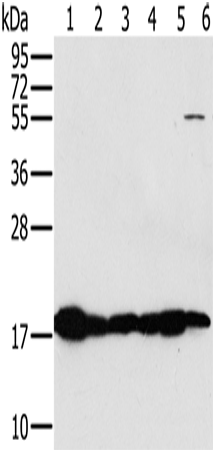 Anti-MTP18 Rabbit Polyclonal Antibody