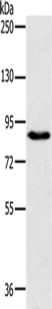 Anti-MyoGEF Rabbit Polyclonal Antibody