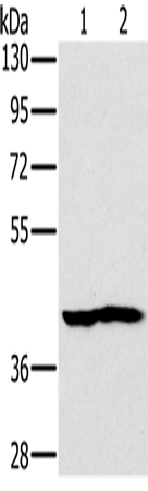 Anti-NDUFA10 Rabbit Polyclonal Antibody