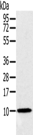 Anti-NDUFA2 Rabbit Polyclonal Antibody