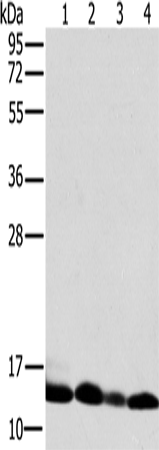 Anti-NDUFS5 Rabbit Polyclonal Antibody