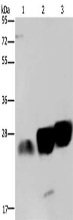 Anti-NDUFS8 Rabbit Polyclonal Antibody
